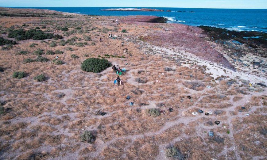 Productores vuelven a denunciar a la Fundación Rewilding por ataques de pumas en Camarones
