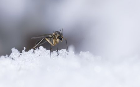 Por primera vez en la historia encontraron mosquitos en Islandia
