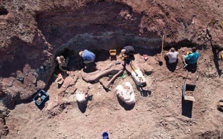 Provincia impulsa una nueva campaña paleontológica en La Nueva Alicantina